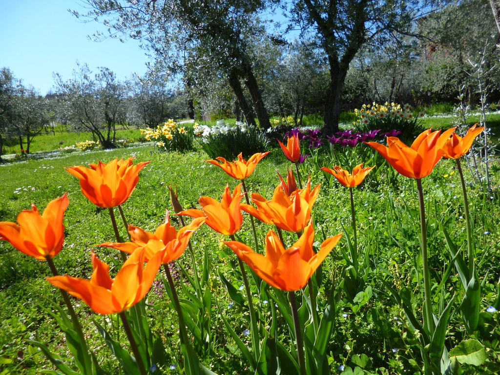 Villa Bordoni Greve in Chianti Esterno foto